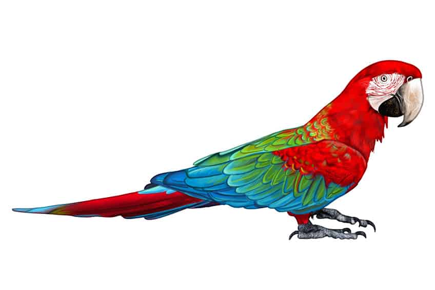 How To Draw A Parrot - Cartoon Parrot Drawing Easy, HD Png Download -  kindpng