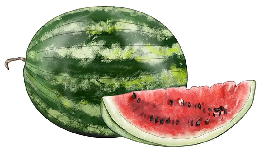 Easy Watermelon Drawing 12