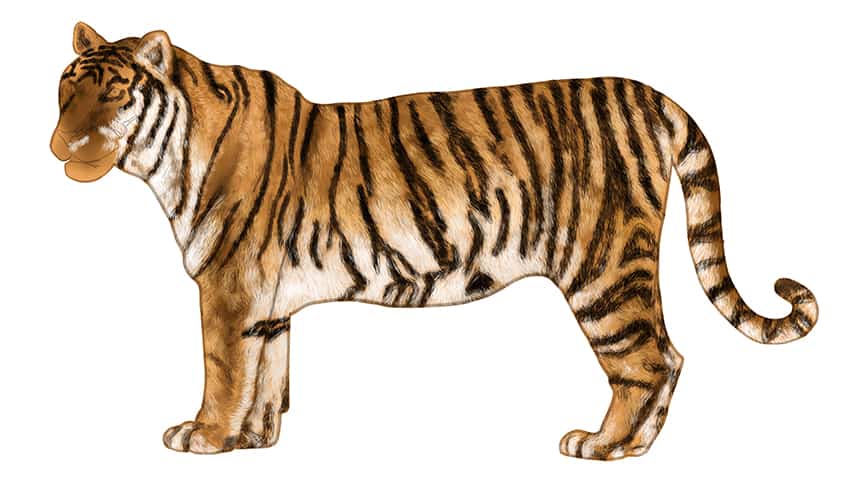 how to draw a tiger body