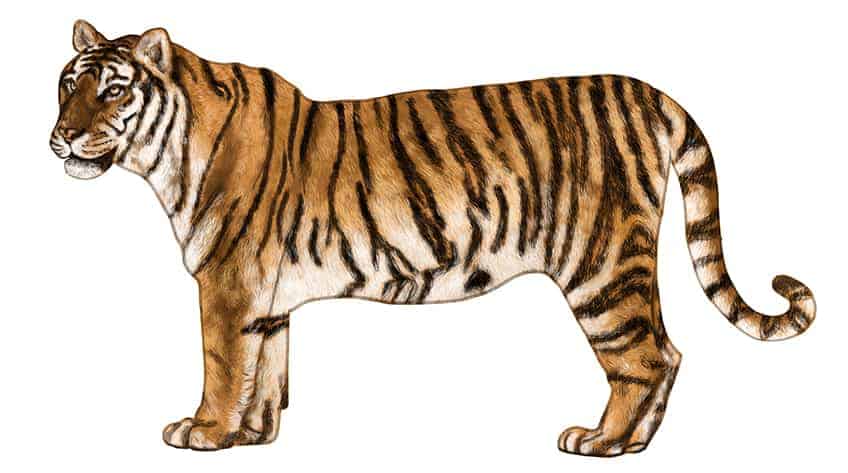 Full Body Tiger drawing 14