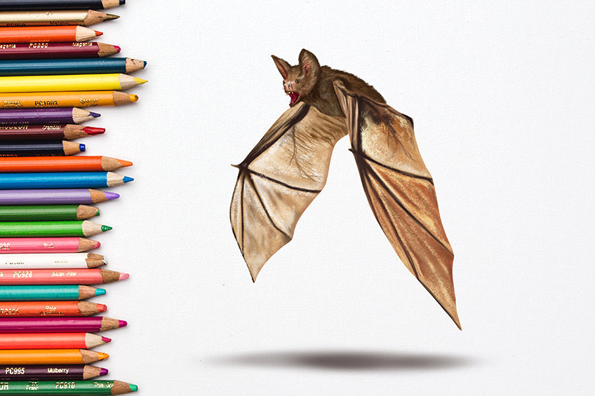 Stock Art Drawing of a Hoary Bat - inkart