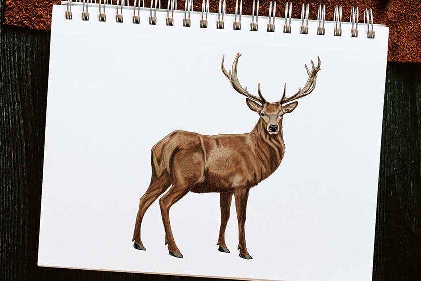 Deer Sketch Stock Photo  Download Image Now  Drawing  Activity Deer  Antler  iStock