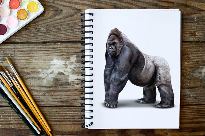 Silverback Gorilla Drawing