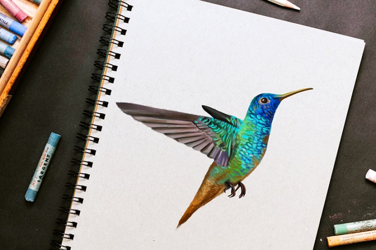 How to Draw a Hummingbird – A Realistic Hummingbird Drawing