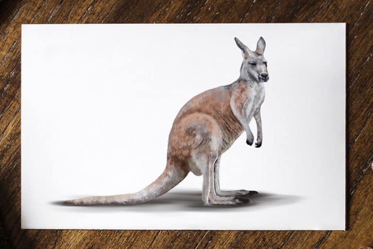 How to Draw a Kangaroo – A Fun and Easy Kangaroo Sketch