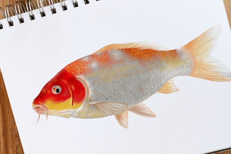 How to Draw a Koi Fish – An Easy Koi Fish Drawing