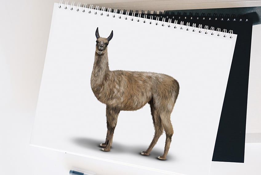 How to Draw a Llama