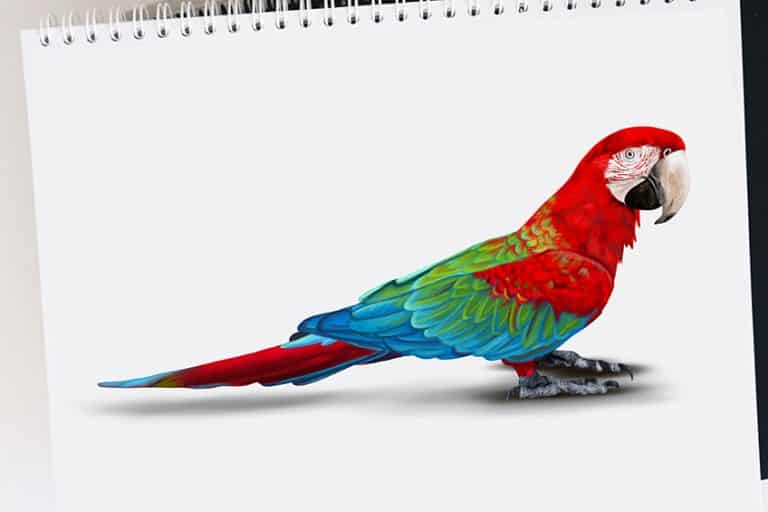How to Draw a Parrot – A Fun and Colorful Parrot Drawing