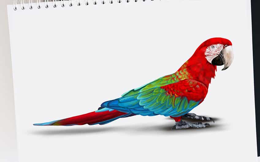 How To Draw A Parrot