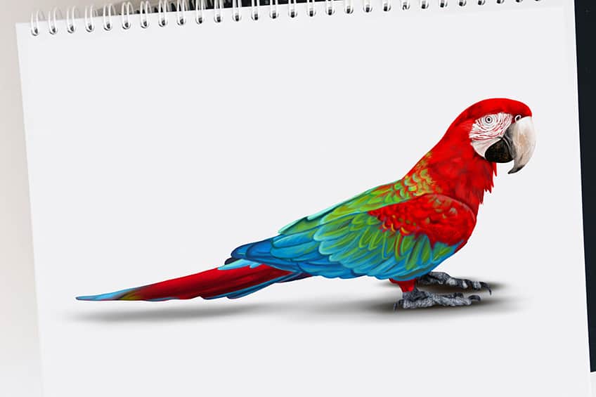 How to Draw a Parrot