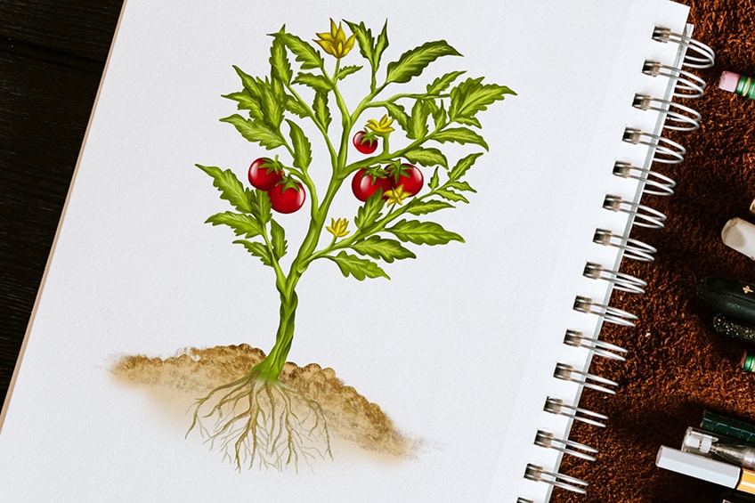 How to Draw a Plant