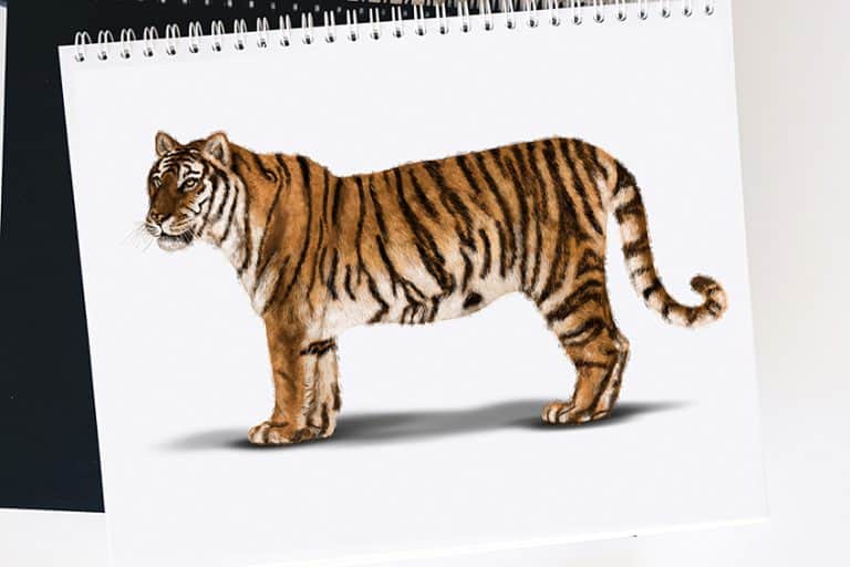 How to Draw a Tiger – A Fun Full Body Tiger Drawing