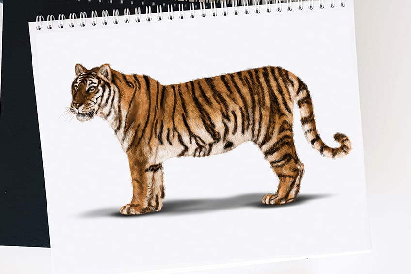 tiger face side sketch