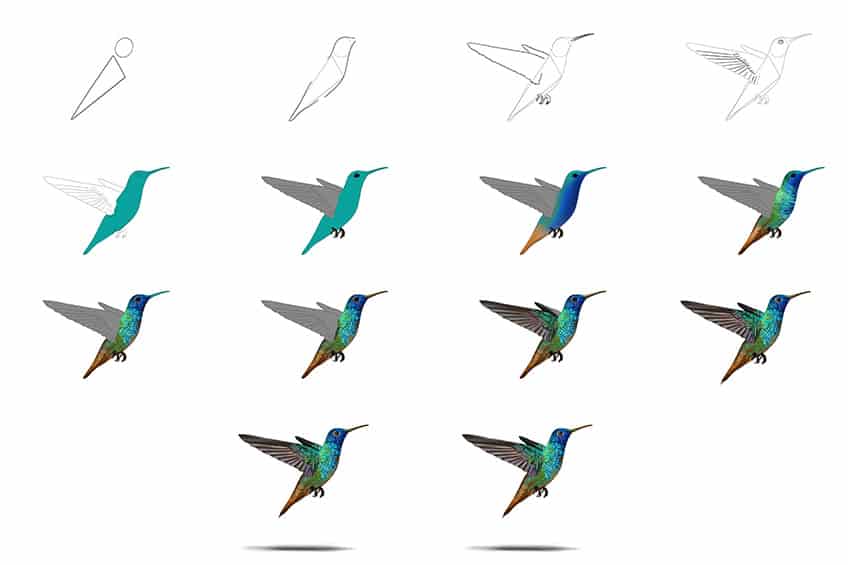 Hummingbird Drawing Collage