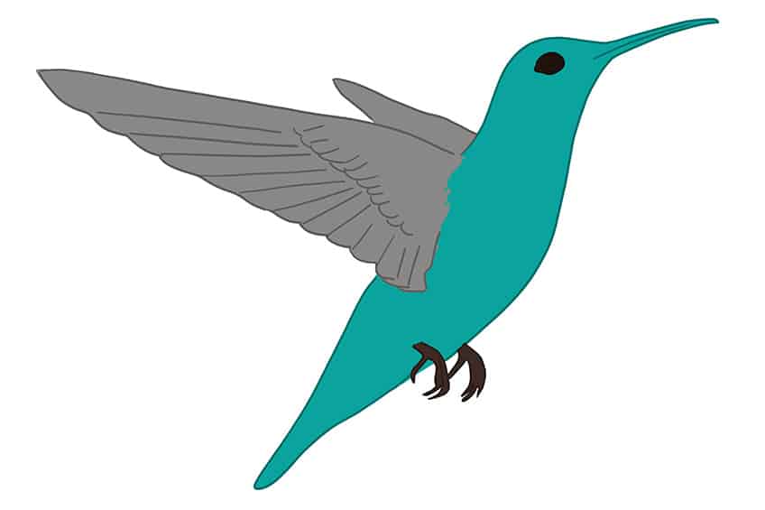 Hummingbird Drawing 06