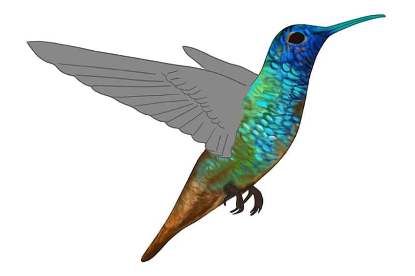Hummingbird Drawing 09