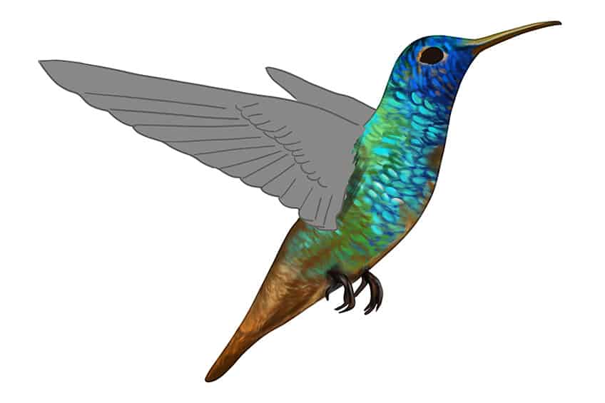 Hummingbird Drawing 10