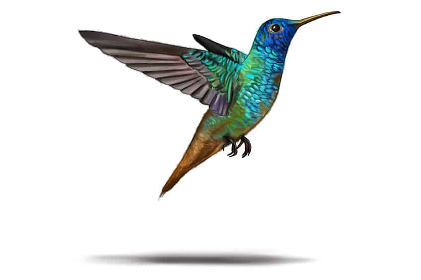 Hummingbird Illustration 13
