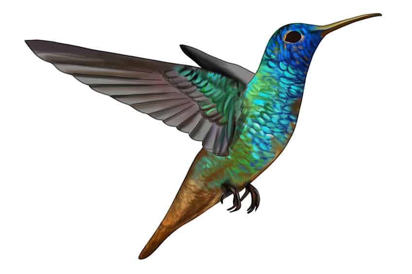 Hummingbird Sketch 11