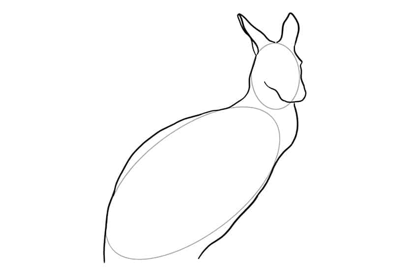 Kangaroo Drawing 02