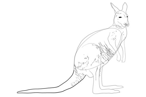 How to Draw a Kangaroo - A Fun and Easy Kangaroo Sketch