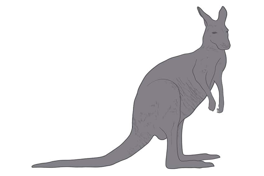 Kangaroo Drawing 05