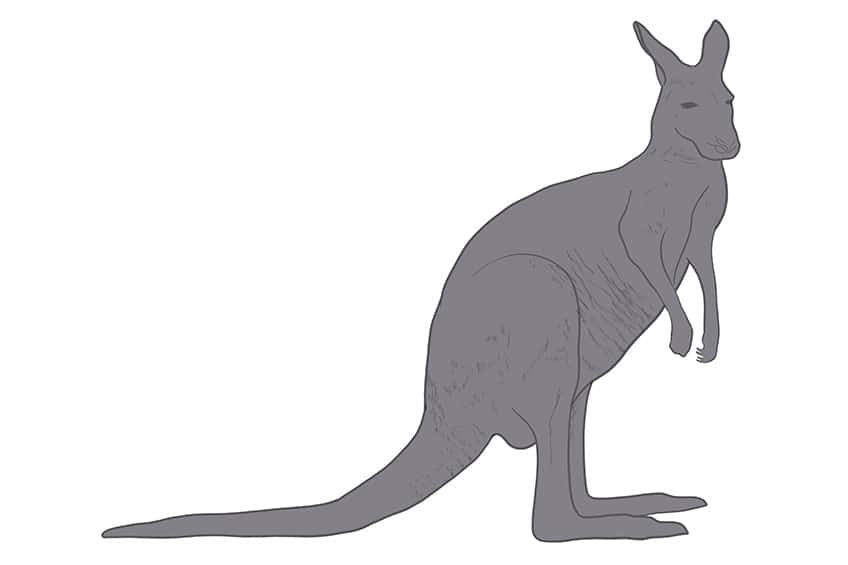 How to Draw a Kangaroo (Cartoon) VIDEO & Step-by-Step Pictures