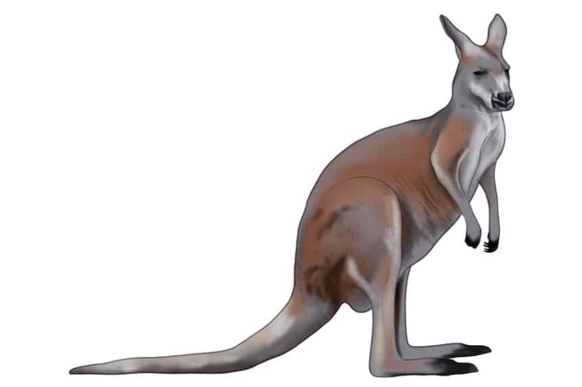 Kangaroo Drawing 06