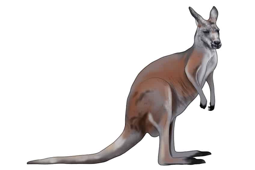 Kangaroo Drawing 07