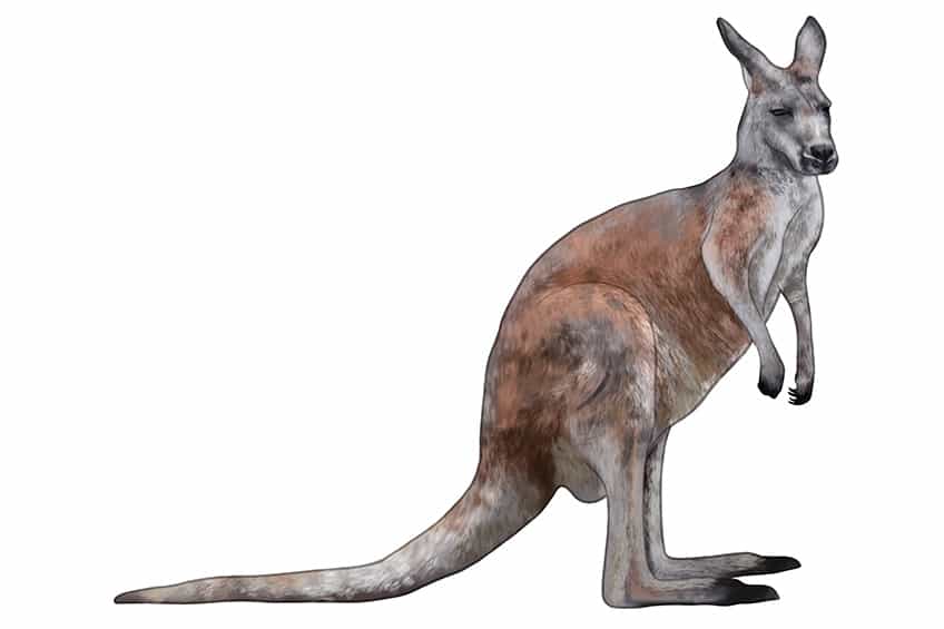 How to Draw a Wallaby - HelloArtsy