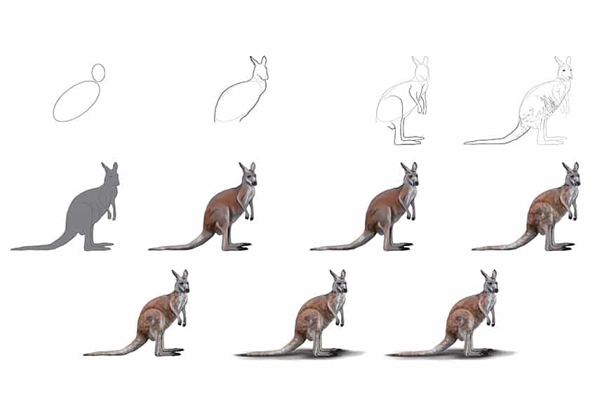 Kangaroo Drawing Collage