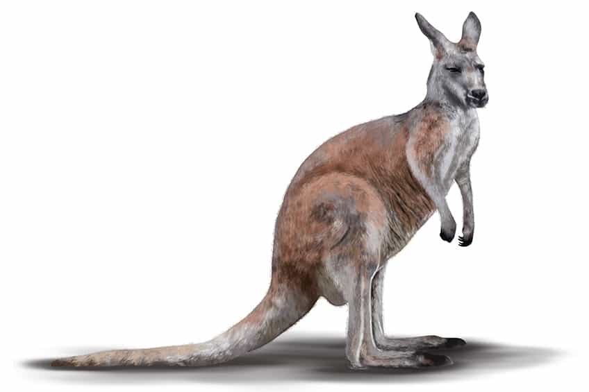 Kangaroo Outline 11