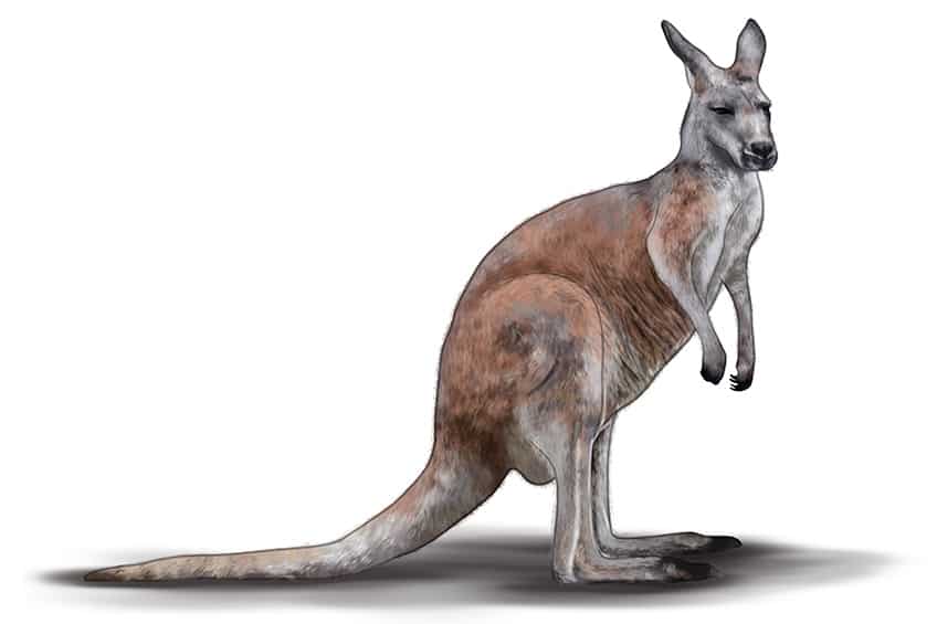 Kangaroo Sketch 10