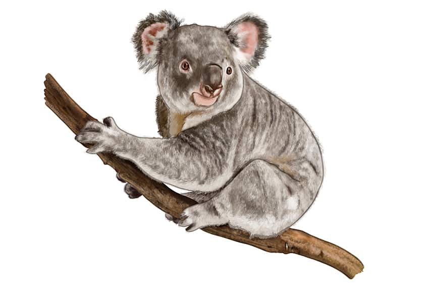 Koala Bear Drawing 15