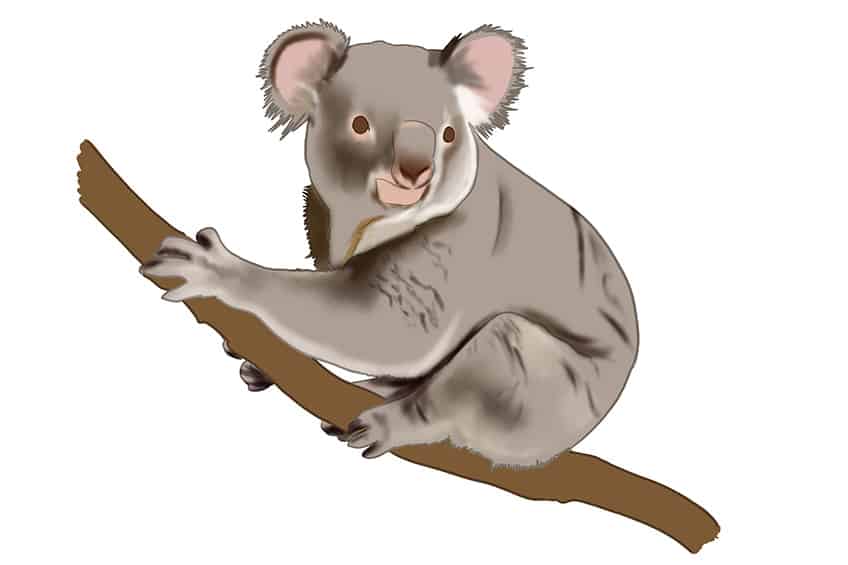 Koala Drawing 08