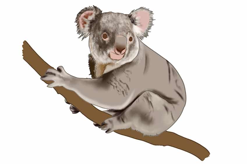 Koala Drawing 09