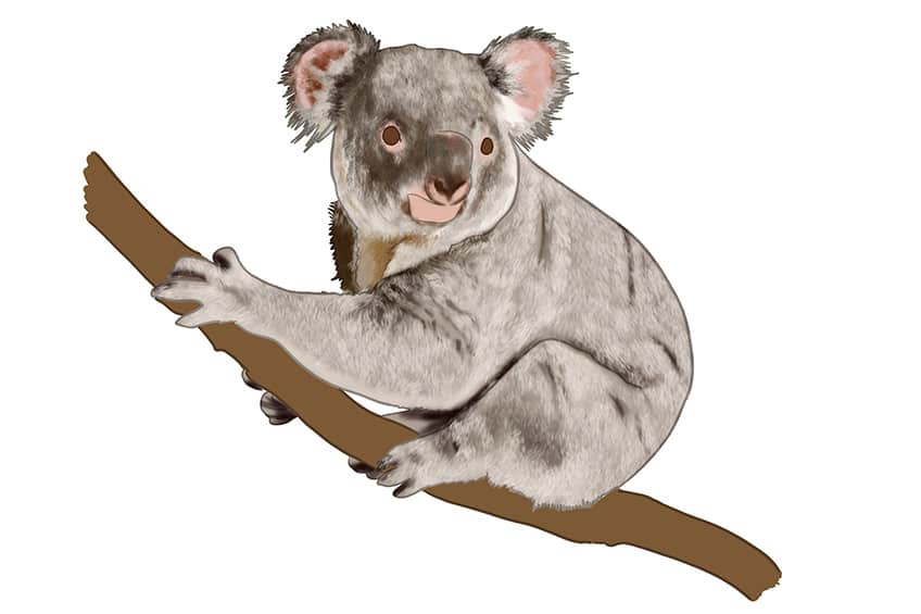 Koala Drawing 10