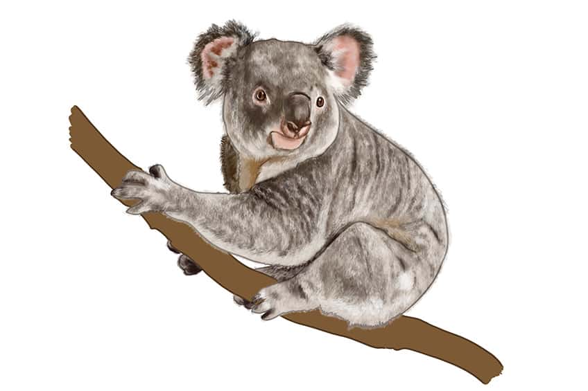 Koala Drawing 14