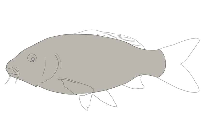 Koi Fish Drawing 04