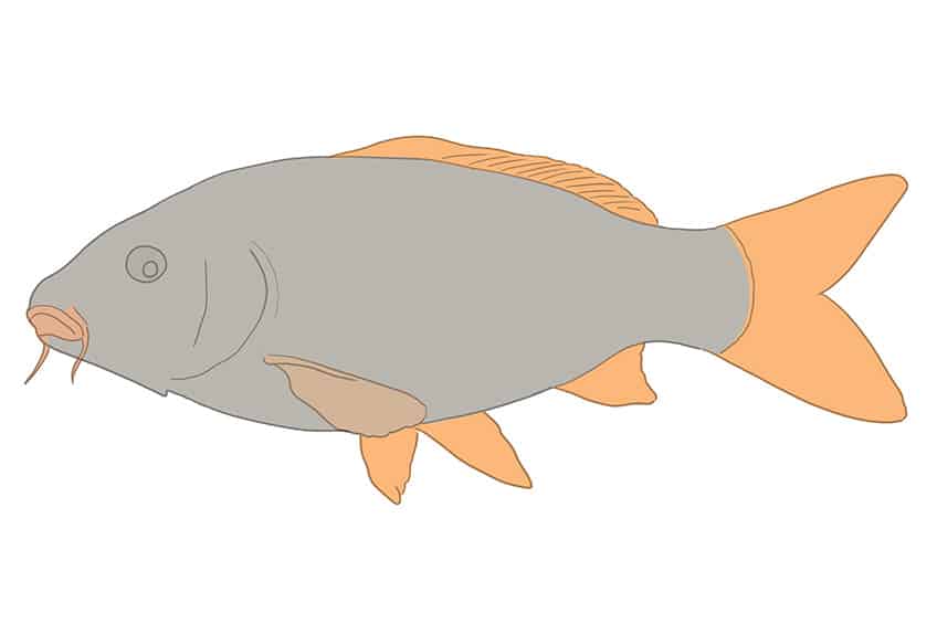 Koi Fish Drawing 05
