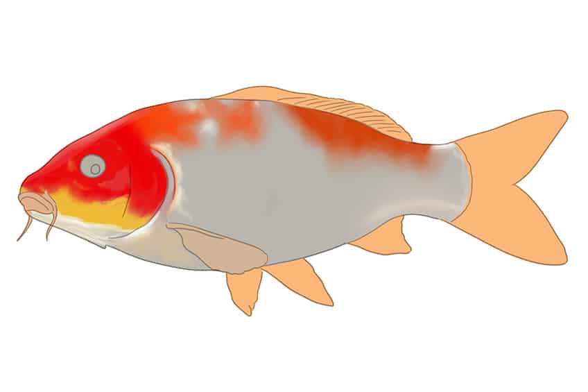 Koi Fish Drawing 06
