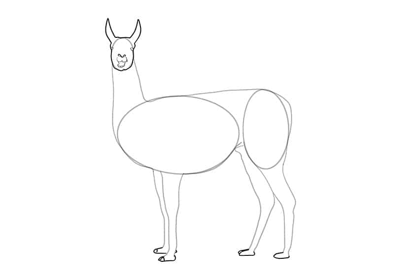 Llama Drawing 04