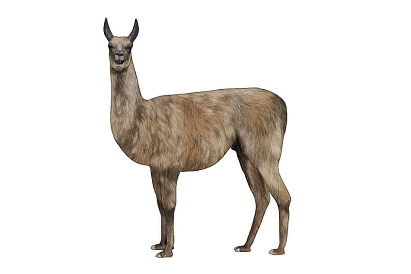 Llama Drawing 10