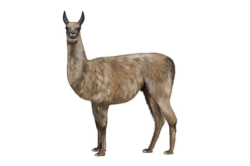 Llama Drawing 11