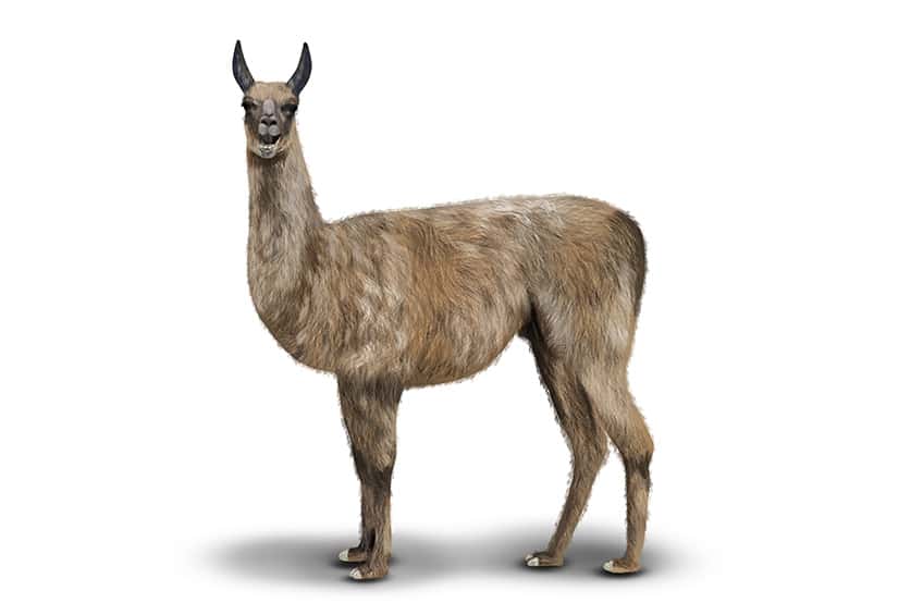 Llama Sketch 13