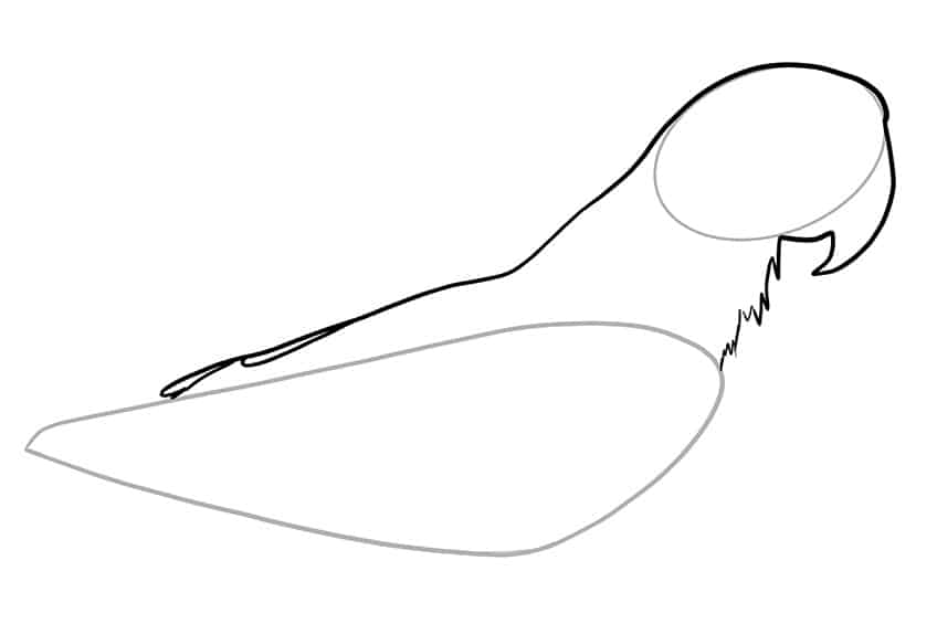 how to draw a simple parrot