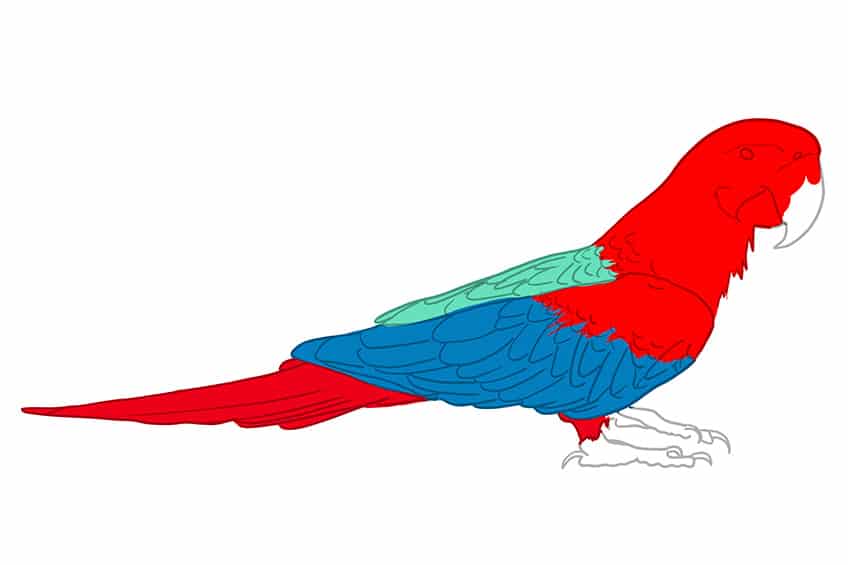 How To Draw Parrot Step by Step. Draw parrots are famous birds among… | by  cool drawing | Medium