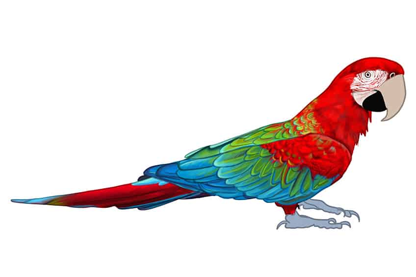 Parrot Drawing 08