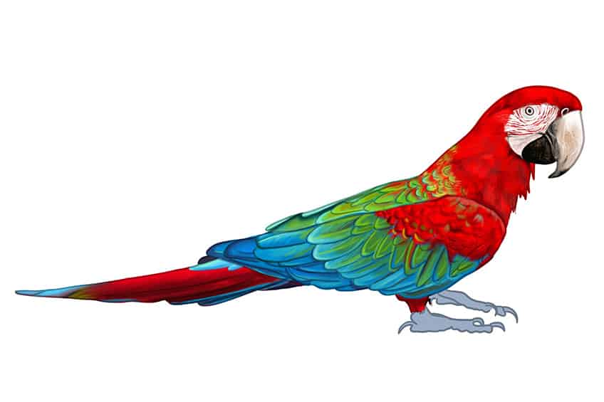 macaw flying drawing