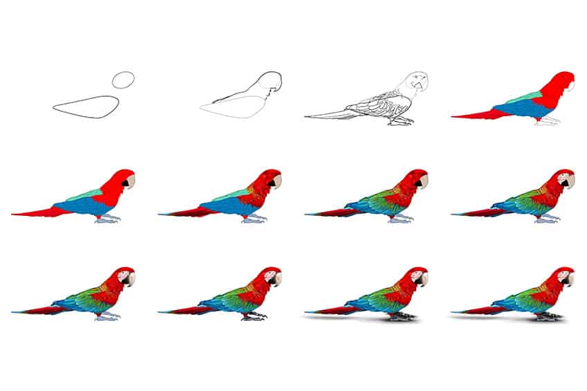 Parrot Drawing Collage